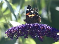 Vanessa atalanta