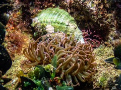 Isanemonia australis