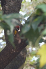 Chrysocolaptes festivus