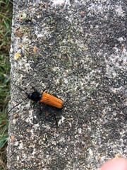 Tragidion coquus