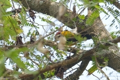 Chrysocolaptes festivus