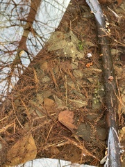 Proserpinaca palustris