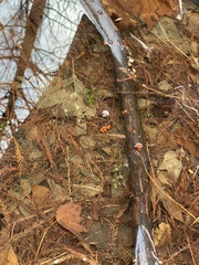 Proserpinaca palustris