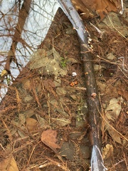 Proserpinaca palustris