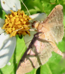 Herpetogramma bipunctalis