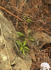 Proserpinaca palustris