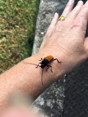 Tragidion coquus