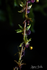 Oncidium brownii