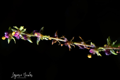 Oncidium brownii