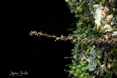 Oncidium brownii