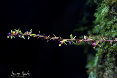 Oncidium brownii
