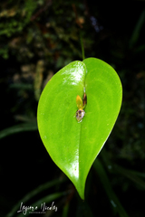 Pleurothallis rhodoglossa
