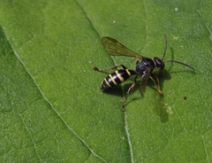 Argogorytes
