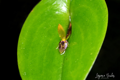 Pleurothallis rhodoglossa