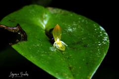 Pleurothallis rhodoglossa