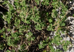 Pseudodictamnus hirsutus