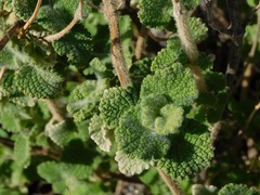 Pseudodictamnus hirsutus