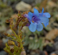 Penstemon virens