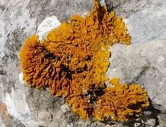 Xanthoria
