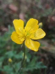 Ranunculus bulbosus