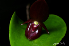 Pleurothallis scotinantha