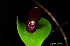 Pleurothallis scotinantha