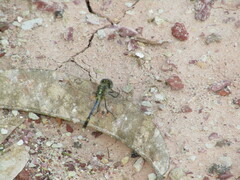 Diplacodes trivialis