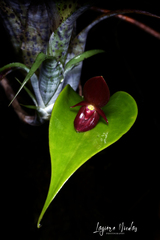 Pleurothallis scotinantha