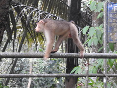 Macaca nemestrina