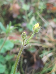 Ranunculus bulbosus