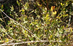 Chrysojasminum fruticans