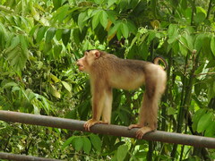 Macaca nemestrina