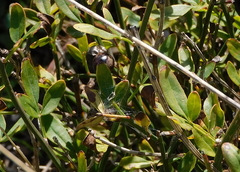 Chrysojasminum fruticans