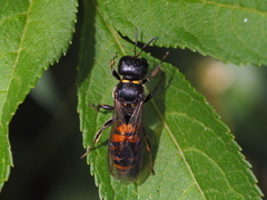 Ectemnius spinipes