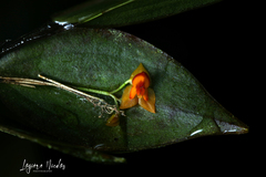 Lepanthes casasae
