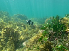 Pseudogoniistius nigripes