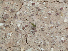 Diplacodes trivialis