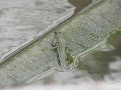 Periophthalmus chrysospilos