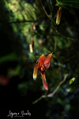 Scaphosepalum clavellatum