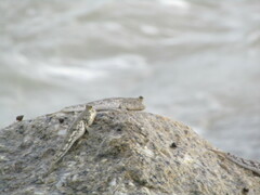 Periophthalmus chrysospilos