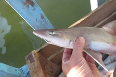 Mustelus mustelus