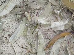 Diplacodes trivialis