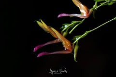 Scaphosepalum clavellatum