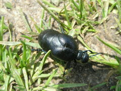 Meloe brevicollis