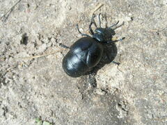 Meloe brevicollis