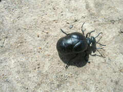 Meloe brevicollis