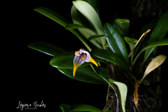 Masdevallia striatella