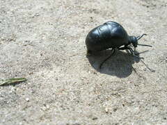 Meloe brevicollis