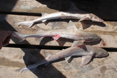 Mustelus mustelus