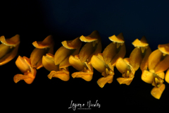 Stelis immersa